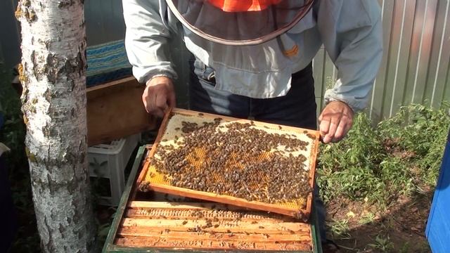 Сокращение гнезда пчел осенью и наращивание силы семьи в зиму. Пчеловодство для начинающих смотреть онлайн