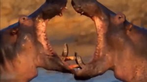 Бегемот – самый странный хищник Африки