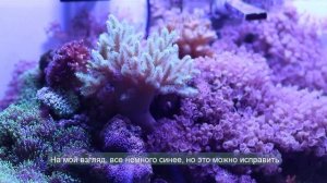 Chihiros Nova 1 Light Coral Light: распаковка и установка на аквариум, настройки ♡