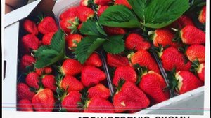 Второй сбор клубники на поле🍓💪🏼больше 40 человек на поле _ трансляция 25.05