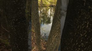 Уварово Village строим глэмпинг. Чистим пруд бактериями для водоемов и устанавливаем аэратор