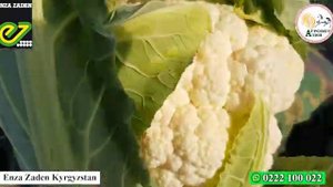Синерджи характеризуется очень высоким выходом товарной продукции. #агроветазия #0222100022