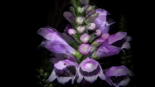 August Bloomers, Midsummer Flowering смотреть онлайн