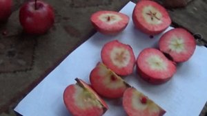 яблоня с красной мякотью в сибири