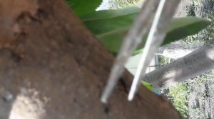 Обрезка на яблоне ненужных веток на кольцо