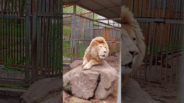 ?ГДЕ ТЕПЕРЬ БУДУТ ЖИТЬ ВОЛКИ МАРИУПОЛЬСКОГО ЗООПАРКА? смотреть онлайн