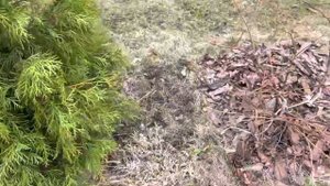 Голубика Northland и Goldtraube апрель 2022