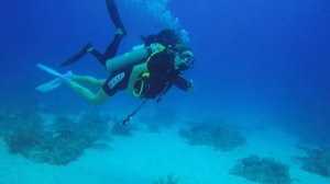 Зебровая акула. Красное море. Январь 2021.