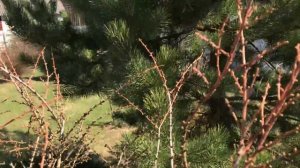 Лиственница японская Меджик Голд/ Larix kaempferi Magic Gold