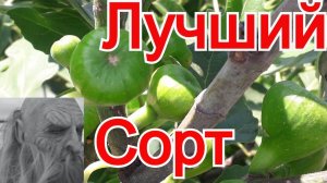 Лучший сорт инжира! самый урожайный сорт - вампирический, сумасшедший, пофигистический. Крыши.net
