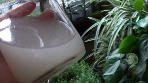 ДЕКАБРИСТ И БАНАНОВАЯ ПОДКОРМКА.