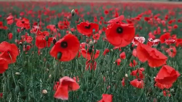 De Colores ~ Joan Baez ~ смотреть онлайн