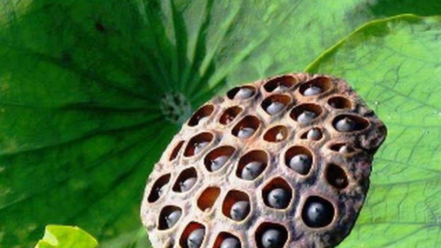 Когда поёт Душа....Звучу и кажется странным, как я жила До этого без своего права Голоса.... смотреть онлайн