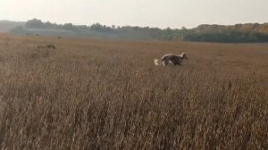 Autumn days #12. Русская псовая борзая / Borzoi