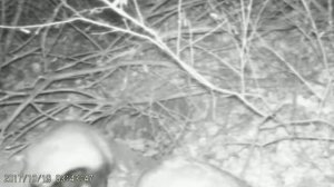 Барсук на фотоловушку