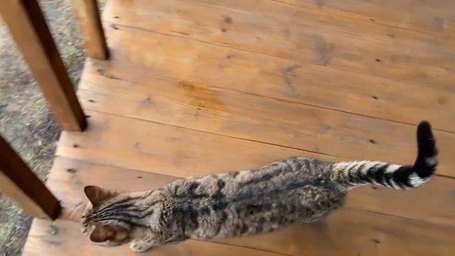 Добыл щуку. Залили пол в ванной. Серия № 466. смотреть онлайн