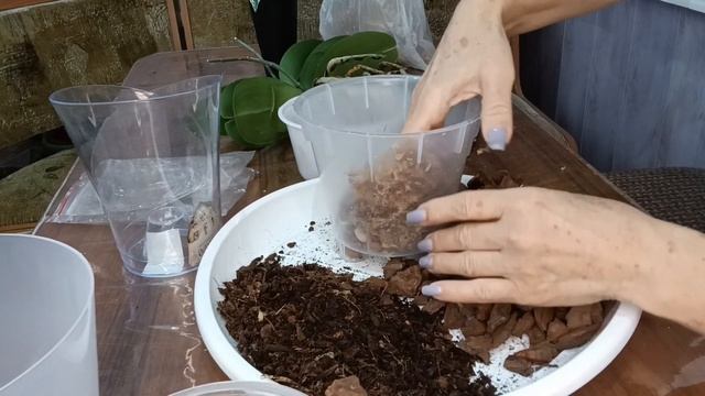 как пересадить орхидею из влагоёмкого грунта,чтобы она не сбросила корни и ответ на вопрос смотреть онлайн