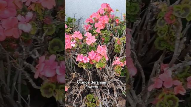 Orange Geranium Flowers #shortvideo