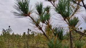 Поездка в питомник Кедр САДиК сентябрь 2023