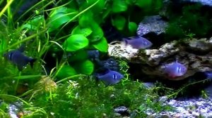 #Aquarium. Чёрный фантом. Black phantom.