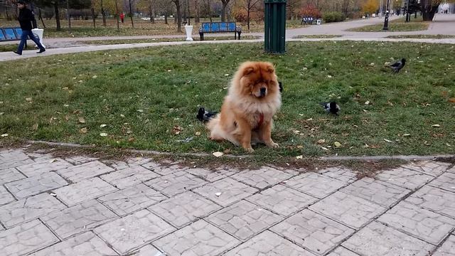 Чау чау Батлер смотреть онлайн