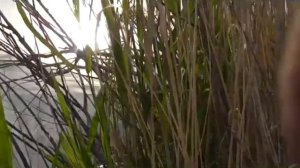 Как поймать карася?Крупный карась на 1,3 кг.Жор крупного карася [в июне].