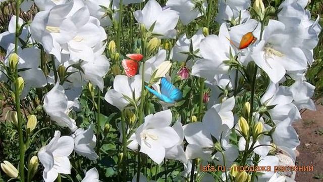 Колокольчик персиколистный Такион Вайт ? обзор: как сажать, саженцы колокольчика Такион Вайт смотреть онлайн