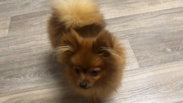 VLOG: ДЕНЬ С НАМИ, Меняем метрику щенка на родословную РКФ. Как это сделать? Цена? Померанский шпиц