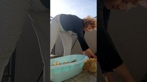 отмыть овечью шерсть