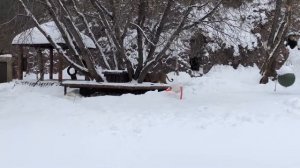 Лев в Московском зоопарке