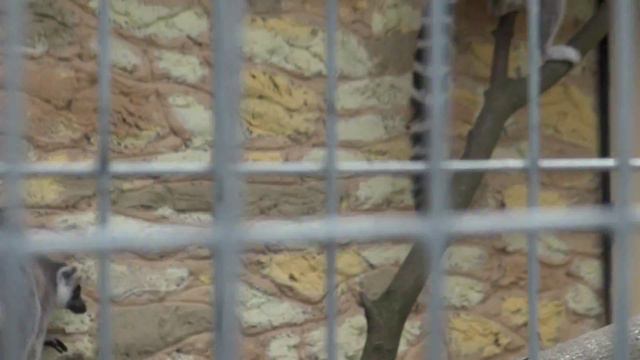 ПАРК ПТИЦ:ЛЕМУРЫ смотреть онлайн