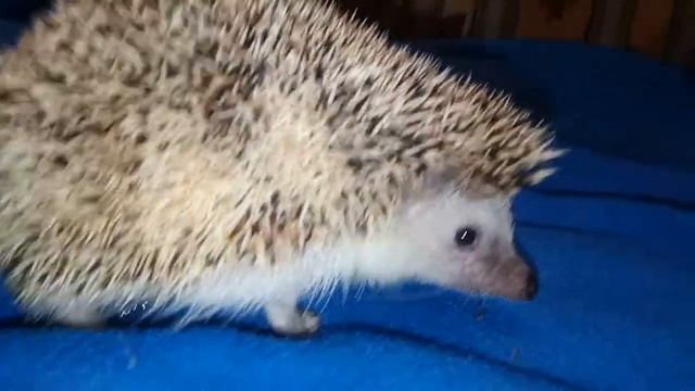 Ёжик Жека и Муся. Питание ежей. смотреть онлайн