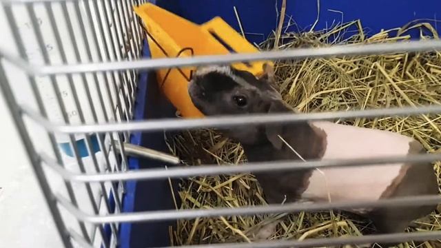 Обзор СУПЕР КЛЕТКИ для моей морской свинки скинни "ХЛОПИКА"?? смотреть онлайн