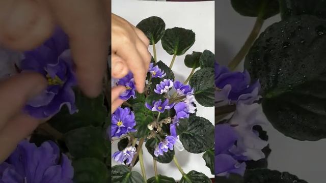 @вітусині фіалочки#відеоогляд сорту ЛЕ-Арамис