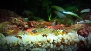 аквариум, креветки, сон. aquarium, shrimp, sleep.