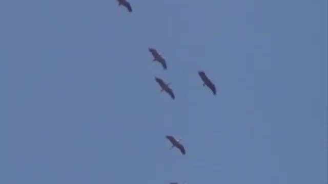 Мой Ангел, обними меня крылом /Марина Винтер/ смотреть онлайн