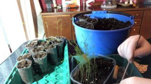 Выращивание спаржи из семян