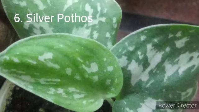 Money Plant Varities & Care in Malayalam/Water Propagation/മണി പ്ലാന്റ്പരിചരണം/Fertilizer/Spendtime смотреть онлайн