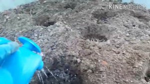 Эустома. Первый опыт. Высадка в открытый грунт.