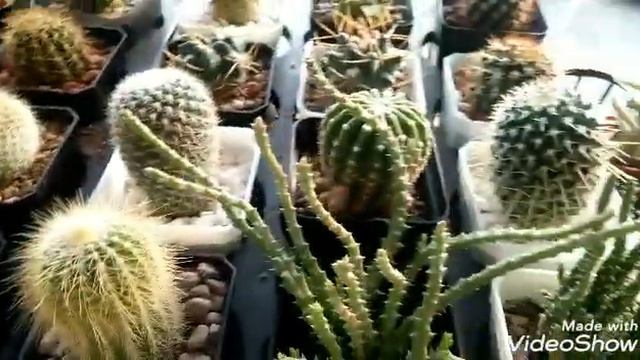 Cactus Succulent Collections 😄 смотреть онлайн