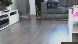 Видео приколы про кошек! Подборка №4! Кошки скользят на полу!