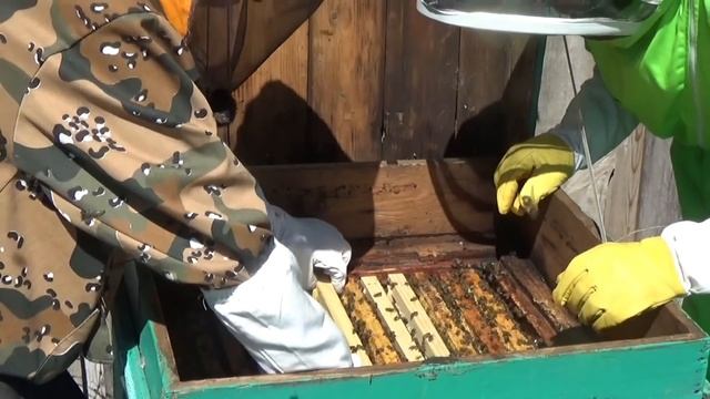 "Деревенский блокнот"Отводок на свищевой Маточки на Пасеке Деревенского блокнота смотреть онлайн