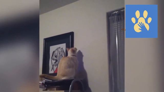 Любопытные Коты | Помощь Животным | Юмор Для Поднятия Настроения