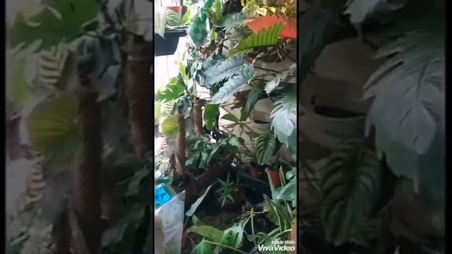 Tiny Balcony Jungle