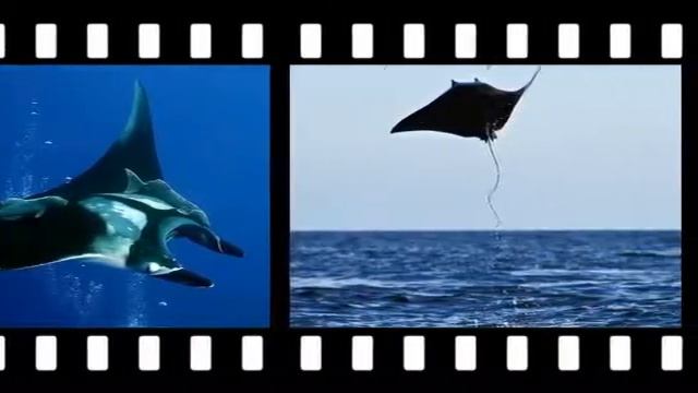 Морские скаты Опасные и прекрасные смотреть онлайн