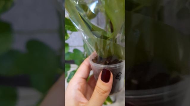 мои новиночки мини пелорик смотреть онлайн