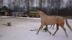 Игры лошадей