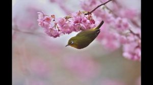 Psychill Set 6 SAKURA [VEVAL.RU]