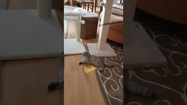 Кошка играет /Кошка любит хозяев/ Движение это жизнь смотреть онлайн