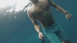 Китовая акула  в Хургаде